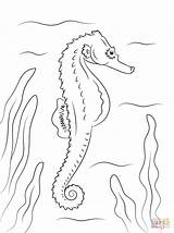Seahorse Coloring Pages Outline Printable Adult Drawing Realistic Fish Horse Supercoloring Ocean Creatures Color sketch template