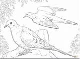 Coloring Doves Mourning Pages Two Printable Drawing Dove Turtle Flying Bird Birds Color Supercoloring Getdrawings Paper sketch template