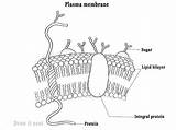 Membrane Plasma Cell Labeled Draw Fluid Diagram Model Functions Junctions Plant Formation Growth Important Point Nature Neat sketch template