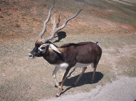 fileblackbuck antelope  texasjpg wikimedia commons