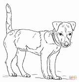 Jack Russell Terrier Coloring Draw Pages Drawing Dog Step Drawings Dogs Printable Outline Boston Kids sketch template
