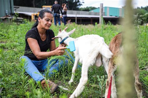 dogs attack goats