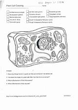 Worksheet Cell Plant Pdf Coloring sketch template