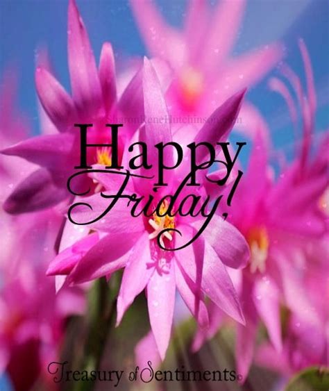 pink happy friday flowers pictures   images  facebook