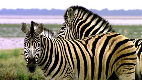 animals  africa zebra striped   tiger hd wallpaper