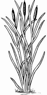 Botanics sketch template