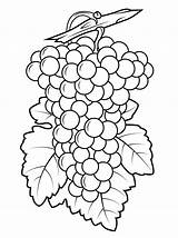 Grapes Coloring Pages Grape Purple Drawing Printable Template Preschool Color Fruits Print Kids sketch template