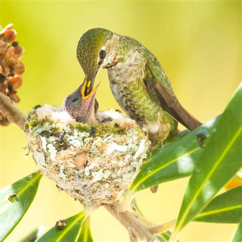 life   hummingbird nest huffpost impact