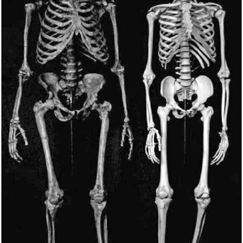 3 Reconstructed Neanderthal And Modern Human Skeleton Note The