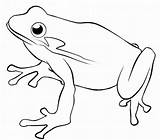 Bull Frog Drawing Getdrawings sketch template