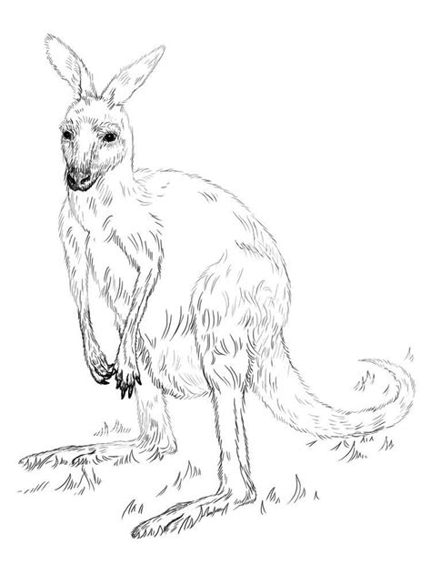 kangaroo coloring page animal coloring pages australian mammals