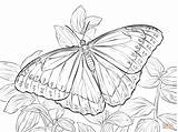 Morpho Mariposa Morfo Mariposas Peleides Supercoloring Colorir Imprimir Dibujar Imágenes sketch template