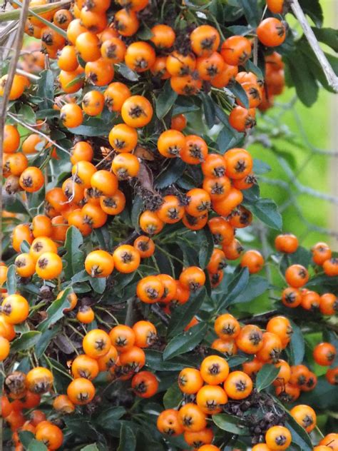 shrub  orange berries  fall demxzimcom