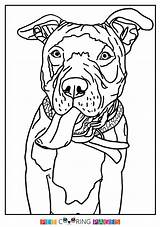 Terrier Pitbull sketch template
