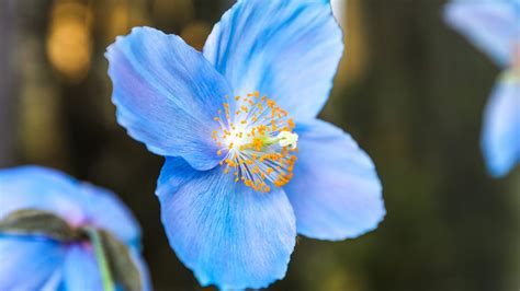 rare blue poppy  bloom  longwood gardens