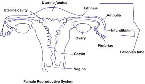 class 12 biology reproduction human reproductive system