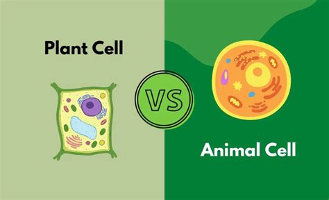 plant cell  animal cell whats  difference  table