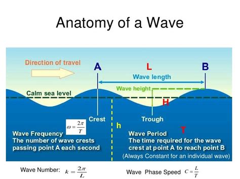 anatomy   wave