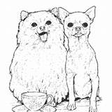 Coloring Breed Dog Pages Pomeranian Surfnetkids Next sketch template
