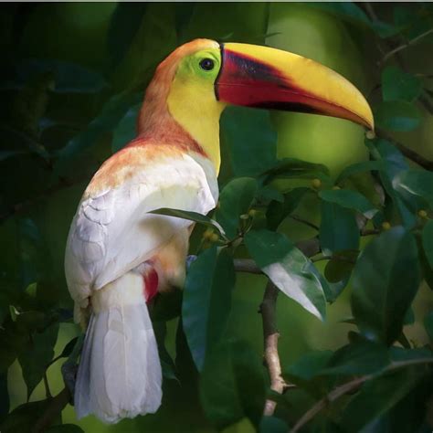 yellow throated toucan   genetic condition called leucism spotted  costa rica