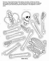 Skeleton System Human Coloring Body Science Worksheet Skeletal Worksheets Parts Bones Kids Activity Bone Cut Activities Printables Pages Matrix Template sketch template