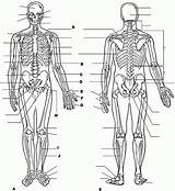 Body Physiology Anatomie Ausmalbilder Biologie Anatomi Ausmalbild Skeleton Fizyoloji Boyama Insan Kitapları Eğitim Vücudu Muscular Letzte Organs sketch template
