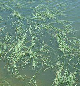 southern watergrass aquaplant