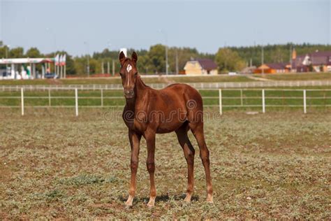 handsome colt stock photo image  horse handsome good