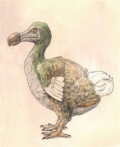 drawing  dodo stock images