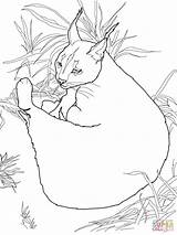 Caracal Getdrawings Coloring Wildcat Draw sketch template