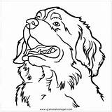 Berner Sennenhund Hunde Malvorlagen Sennen Kleurplaat Malvorlage Tiere Kategorien sketch template