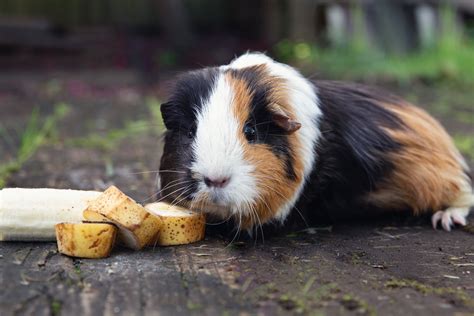 guinea pigs diet  vitamin  requirements