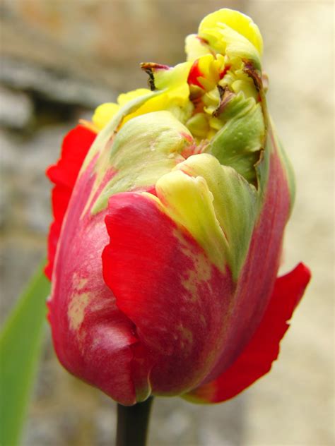 rural life  breathtaking tulip