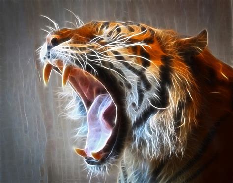 roaring tiger photograph  steve mckinzie fine art america
