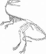 Colouring Velociraptor Webstockreview Clipart 선택 보드 sketch template
