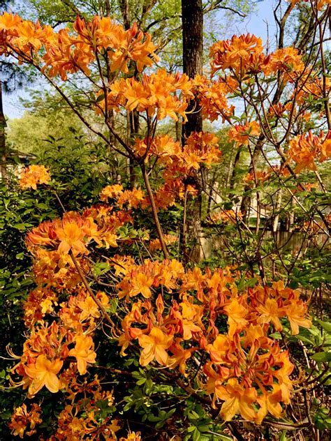 plant native azaleas  year southern living