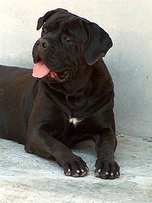 cane corso wikipedia