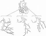 Coronary Artery Myocardial Occlusions Spatial Acute Infarction sketch template