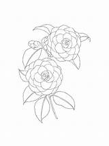 Camellia sketch template