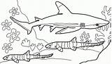 Tiburones Tiburon Shark sketch template