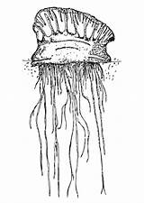 Jellyfish Coloring Pages Large Printable sketch template