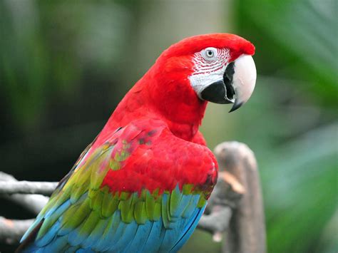 red  green macaw aka green winged macaw ara chloropter flickr
