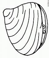 Clam Coloring Pages Bivalves sketch template