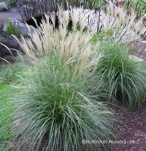 miscanthus sinensis adagio dwarf maiden grass ornamental grasses