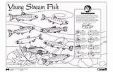 Fish Coloring Kids Stream Pages Animal Choose Board sketch template