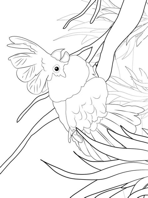 cocrico bird coloring page coloring pages