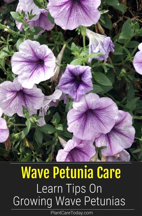 wave petunia care growing tips  wave petunias wave petunias wave