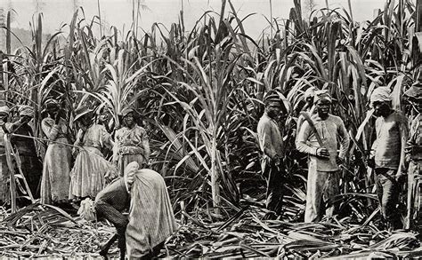 the history of sugar slavery sugar plantations and the