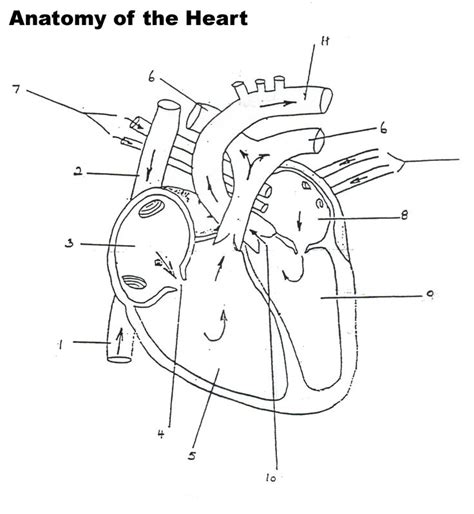 human heart worksheet blank professional development heart anatomy