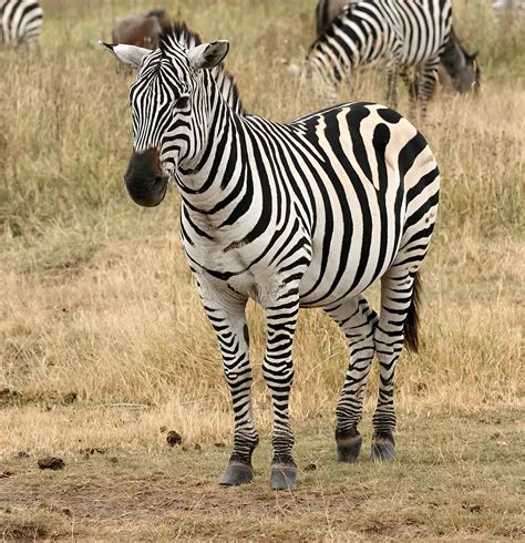 zebra beautiful animal facts photographs wildlife  world